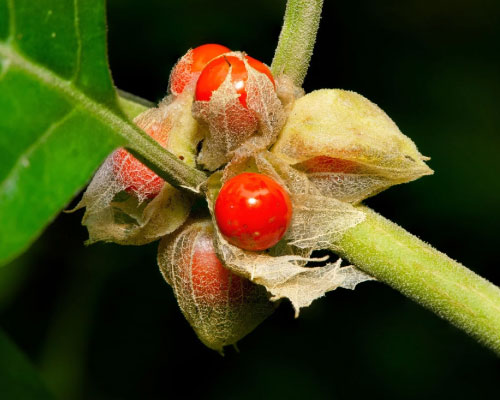 Withania somnifera (Ashwagandha) plant