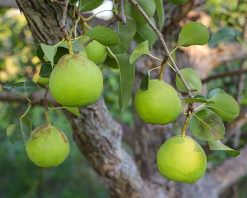 Terminalia belerica Roxb. (Bahera) extract