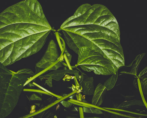 Tinospora cordifolia (Guduchi) — a climbing shrub with heart-shaped leaves and succulent stems