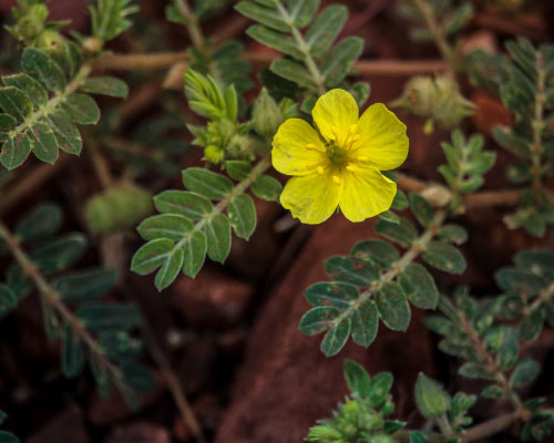 Tribulus terrestris (Chota Gokru) extract