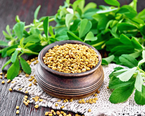 Trigonella foenum-graecum (Fenugreek) plant with trifoliate leaves