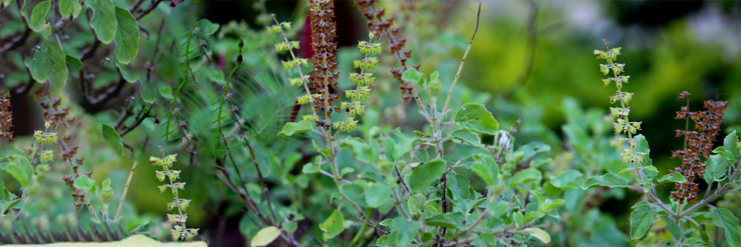 Ocimum sanctum (Tulsi) extract