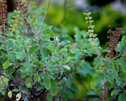 Ocimum sanctum (Tulsi / Holy Basil) plant with leaves and flowering spikes