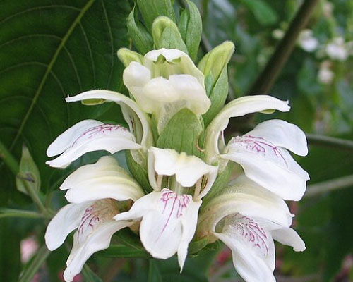 Vasaka (Adhatoda vasica) shrub with lance-shaped leaves and flowering spikes
