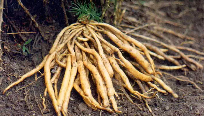 Asparagus racemosus (Shatavari) extract