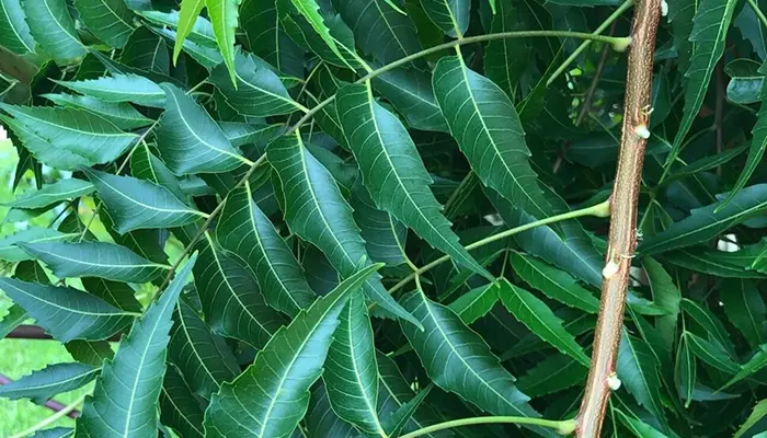 Azadirachta indica (Neem) foliage