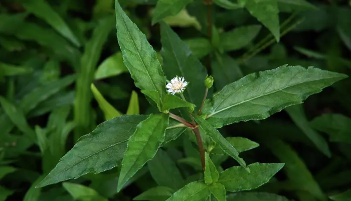 Eclipta alba (Bhringaraja) — small herb with daisy-like white flowers used in Ayurvedic hair and liver formulations