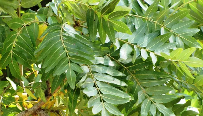 Boswellia serrata (Salaiguggul) extract