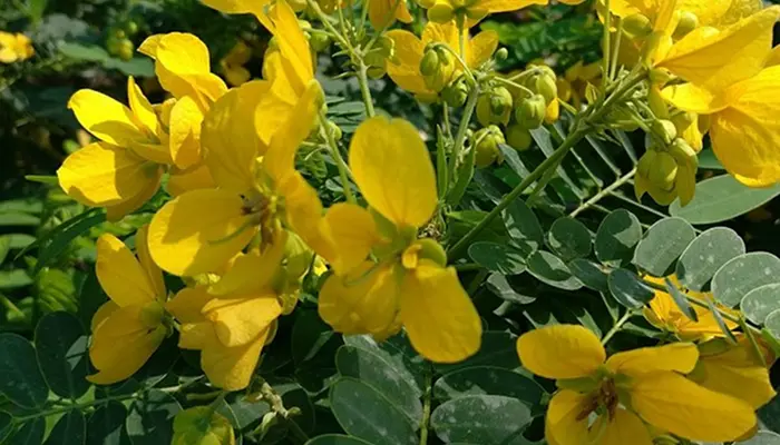 Cassia angustifolia Senna