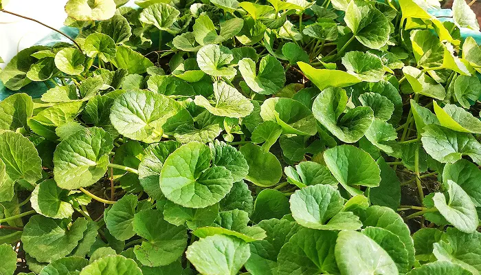 Centella asiatica (Mandukaparni / Gotu Kola) creeping herb with fan-shaped leaves