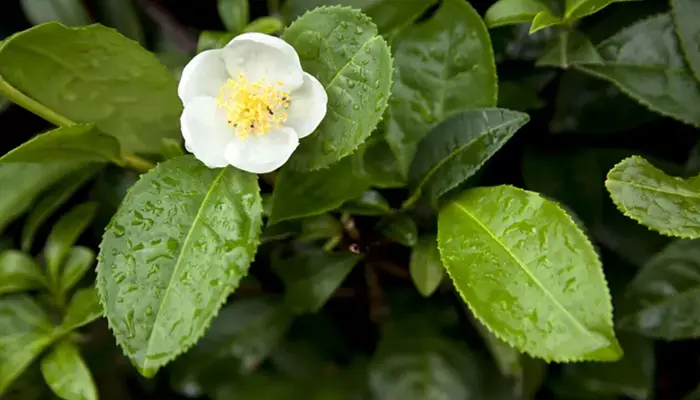 Camellia sinensis green tea leaves