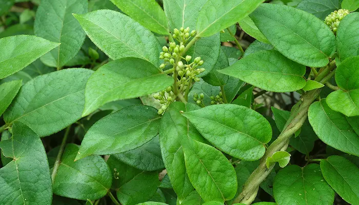 Madhunashini Gymnema sylvestre market demand