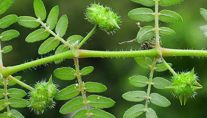 Tribulus terrestris (Chota Gokru) prostrate herb with small spiny fruits
