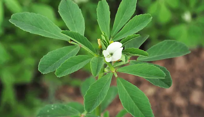 Fenugreek seeds and powder