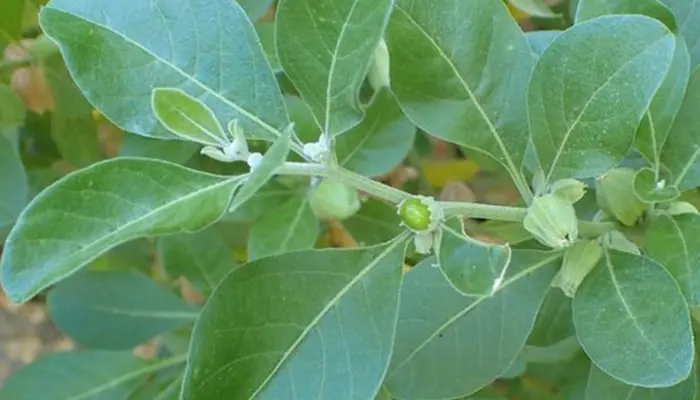 Withania somnifera (Ashwagandha) extract