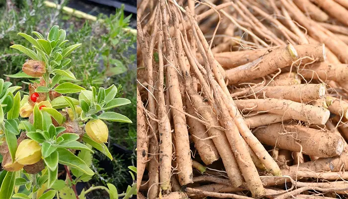 Withania somnifera (Ashwagandha) plant with root