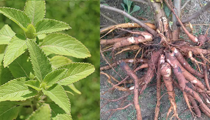 Coleus forskohlii plant showing fleshy tuberous roots, the primary medicinal part