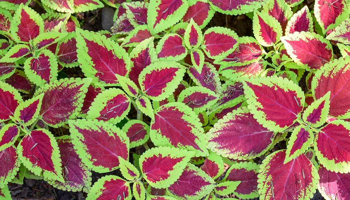 Coleus forskohlii Briq. — aromatic perennial herb of the family Labiatae