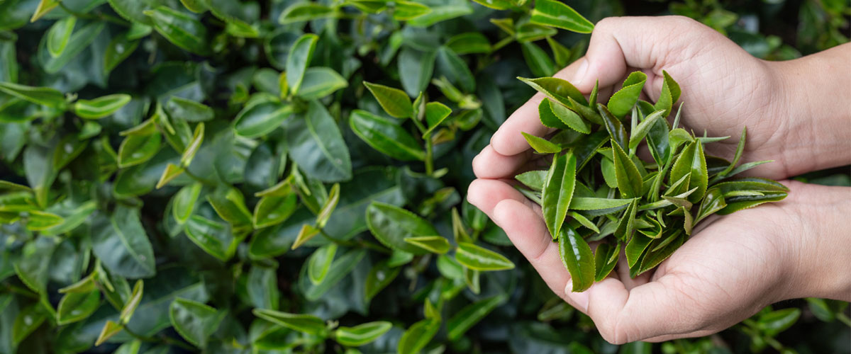 Standardized green tea extract rich in catechins