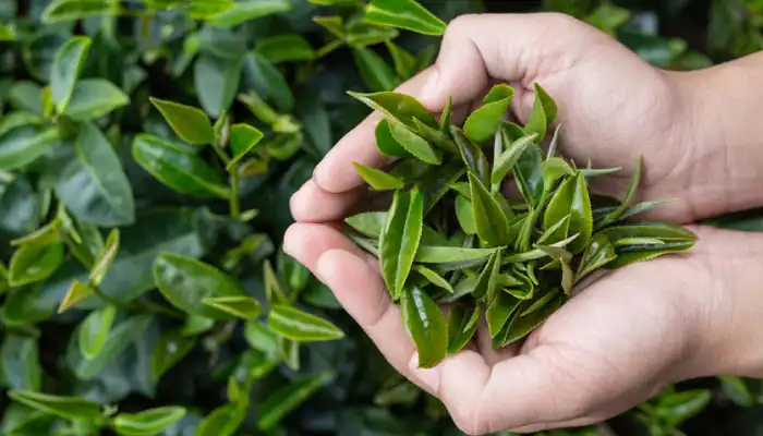 Camellia sinensis green tea leaves and a freshly brewed cup