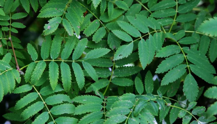 Neem benefits explained natural blood purifier