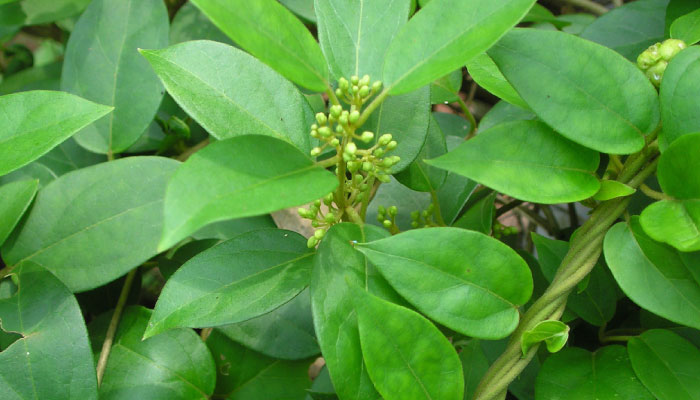 Madhunashini Meshashringi sugar lowering to metabolic modulation