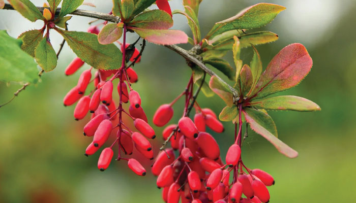 Berberine decoded
